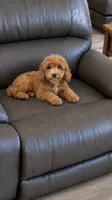 Rocco , a male Cavapoo for sale in Woodbury, MN – 1 of 2