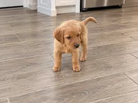 Winston , a male Golden Retriever and Miniature Golden Retriever for sale in Woodbury, MN – 2 of 2