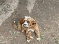 Max, a male Cavapoo for sale in Woodbury, MN – 3 of 3