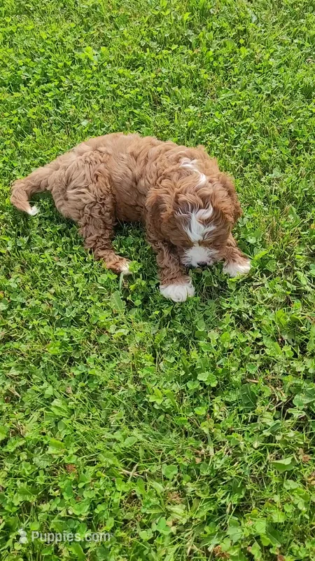 Lewis  – Cavapoo puppy for sale in Woodbury, MN