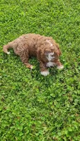 Lewis , a male Cavapoo for sale in Woodbury, MN – 1 of 5