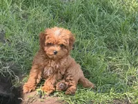 Claire , a female Cavapoo for sale in Woodbury, MN – 2 of 2