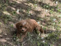 Molly, a female Cavapoo for sale in Woodbury, MN – 2 of 2
