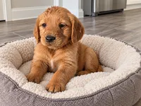 Ruby , a female Golden Retriever and Miniature Golden Retriever for sale in Woodbury, MN – 1 of 2