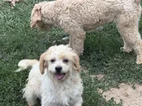 Niko, a female French Bulldog and Miniature Goldendoodle for sale in Woodbury, MN – 2 of 2