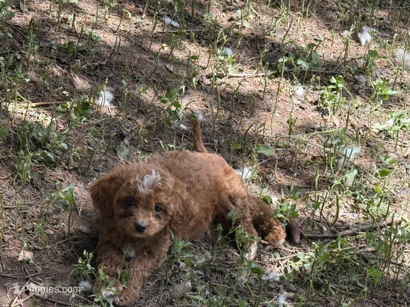 Molly – Cavapoo puppy for sale in Woodbury, MN