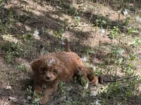 Molly, a female Cavapoo for sale in Woodbury, MN – 1 of 2