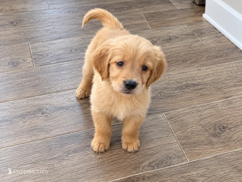 Winston  – Golden Retriever, Miniature Golden Retriever puppy for sale in Woodbury, MN