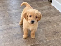 Winston , a male Golden Retriever and Miniature Golden Retriever for sale in Woodbury, MN – 1 of 2