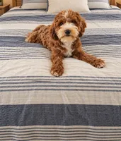Jersey, a female Cavapoo for sale in Woodbury, MN – 4 of 4