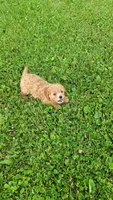 Olivia , a female Cavapoo for sale in Woodbury, MN – 3 of 3