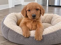 Ruby , a female Golden Retriever and Miniature Golden Retriever for sale in Woodbury, MN – 2 of 2