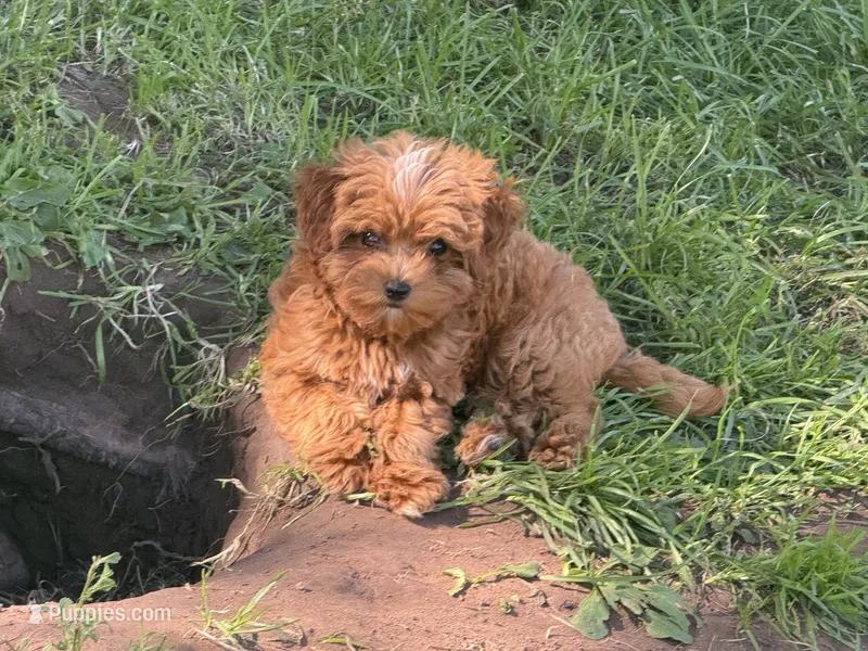 Claire  – Cavapoo puppy for sale in Woodbury, MN