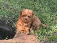 Claire , a female Cavapoo for sale in Woodbury, MN – 1 of 2