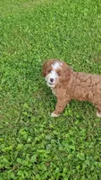 Lewis , a male Cavapoo for sale in Woodbury, MN – 4 of 5