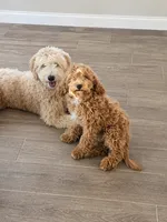 Saylor , a female Cavapoo for sale in Woodbury, MN – 2 of 3