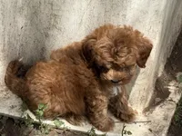Addison , a female Miniature Goldendoodle for sale in Woodbury, MN – 2 of 3
