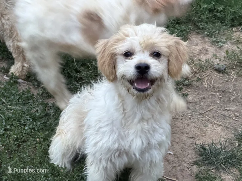 Niko – French Bulldog, Miniature Goldendoodle puppy for sale in Woodbury, MN