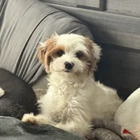 Piper, a female Cavapoo and Poodle - Toy  for sale in Woodbury, MN – Photo 3 of 9