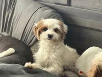 processed/f7d7ceb5-0e09-493e-a46c-93c0305d34bd/listing/59f4a80a-e45b-4221-b348-8f829c6c9018/054e9ce2-bded-4189-b14f-085a800bc17d