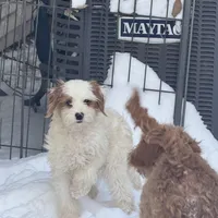 Piper, a female Cavapoo and Poodle - Toy  for sale in Woodbury, MN – Photo 2 of 9