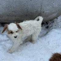Piper, a female Cavapoo and Poodle - Toy  for sale in Woodbury, MN – Photo 6 of 9