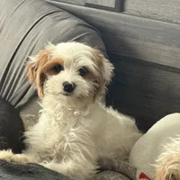 Piper, a female Cavapoo and Poodle - Toy  for sale in Woodbury, MN – Photo 5 of 9