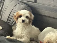 processed/f7d7ceb5-0e09-493e-a46c-93c0305d34bd/listing/59f4a80a-e45b-4221-b348-8f829c6c9018/2e90739d-7a0c-4f5d-9c8e-bc677617f1ca