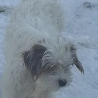 Piper, a female Cavapoo and Poodle - Toy  for sale in Woodbury, MN – Photo 9 of 9