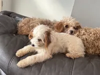 processed/f7d7ceb5-0e09-493e-a46c-93c0305d34bd/listing/59f4a80a-e45b-4221-b348-8f829c6c9018/a8c48664-1f35-4b45-a0db-2b84a3cc0c25