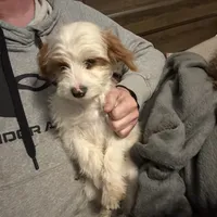 Piper, a female Cavapoo and Poodle - Toy  for sale in Woodbury, MN – Photo 4 of 9