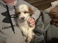 processed/f7d7ceb5-0e09-493e-a46c-93c0305d34bd/listing/59f4a80a-e45b-4221-b348-8f829c6c9018/c5165455-c7ea-4903-9ee6-63c9ea1373c8