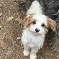 Piper, a female Cavapoo and Poodle - Toy  for sale in Woodbury, MN – Photo 7 of 9