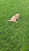 Oliver , a male Cavapoo for sale in Woodbury, MN – 2 of 4