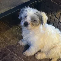 Meko, a female French Bulldog and Miniature Goldendoodle for sale in Woodbury, MN – Photo 3 of 3