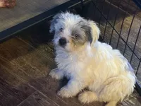 Meko, a female French Bulldog and Miniature Goldendoodle for sale in Woodbury, MN – Photo 3 of 3