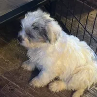 Meko, a female French Bulldog and Miniature Goldendoodle for sale in Woodbury, MN – Photo 2 of 3