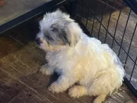 Meko, a female French Bulldog and Miniature Goldendoodle for sale in Woodbury, MN – Photo 2 of 3