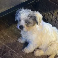 Meko, a female French Bulldog and Miniature Goldendoodle for sale in Woodbury, MN – Photo 1 of 3