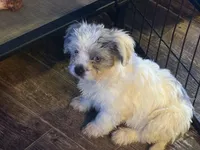 Meko, a female French Bulldog and Miniature Goldendoodle for sale in Woodbury, MN – Photo 1 of 3