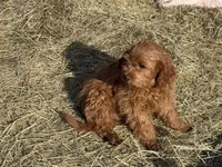 Stanley , a male Cavapoo for sale in Woodbury, MN – Photo 2 of 4