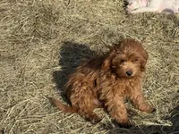 Stanley , a male Cavapoo for sale in Woodbury, MN – Photo 4 of 4