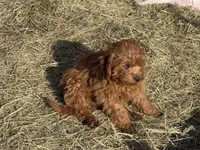 Stanley , a male Cavapoo for sale in Woodbury, MN – Photo 3 of 4