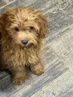 Stanley , a male Cavapoo for sale in Woodbury, MN – Photo 1 of 4