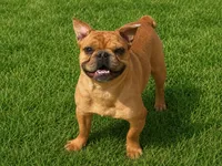 Joey, a male French Bulldog for sale in Woodbury, MN – 3 of 3
