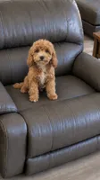 Rocco , a male Cavapoo for sale in Woodbury, MN – 2 of 2