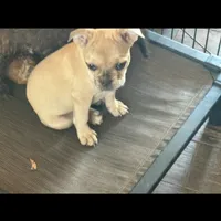 Riley, a female French Bulldog for sale in Woodbury, MN – Photo 3 of 5