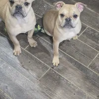 Riley, a female French Bulldog for sale in Woodbury, MN – Photo 5 of 5