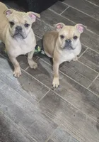 Riley, a female French Bulldog for sale in Woodbury, MN – Photo 5 of 5