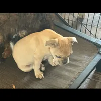 Riley, a female French Bulldog for sale in Woodbury, MN – Photo 4 of 5